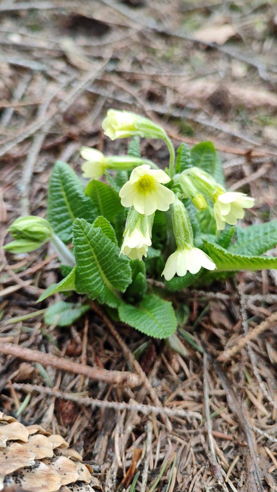 Академічний ліцей «Спектр»
